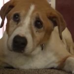 Good Samaritan Rescues Lost Dog Hanging from Cord Near Freeway