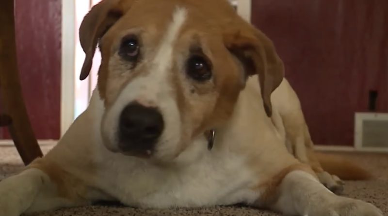 Max, dog rescued while hanging from electrical cord next to Missouri interstate