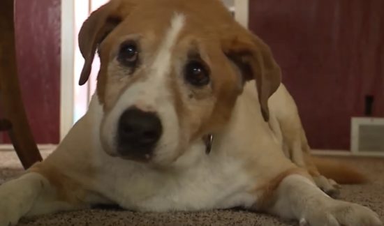Max, dog rescued while hanging from electrical cord next to Missouri interstate