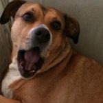 Let’s Celebrate Our 4-Legged Friends on National Dog Day!