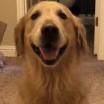 News Reporter Rescues Dog Stolen from Restaurant
