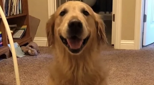 Reporter rescues dog stolen from restaurant