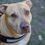 Hooray! US Dept. of Transportation Says Delta Airlines Can’t Ban Pit Bull Service Dogs