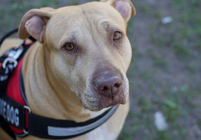 Delta Airlines bans pit bulls