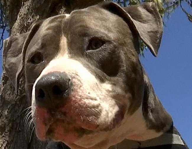 pit bull saves owner from shark attack