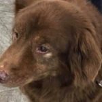 17-Year-Old Deaf Dog Rescued After Spending 4 Days in Ravine