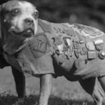 5 Working Dogs Who Became Heroes