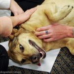 Could Your Dog Become a Therapy Animal?