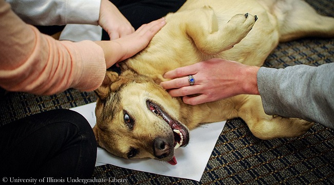 therapy dog at work