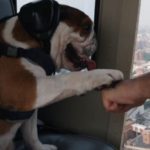 Allowing Dogs on Doorless NYC Helicopter Tours Is a Truly Terrible Idea
