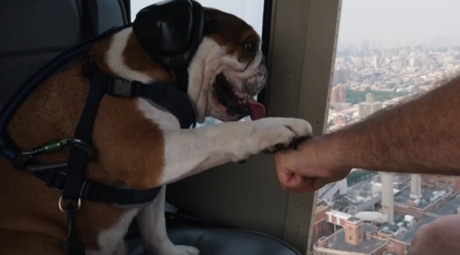dog rides in FlyNYON helicopter