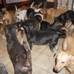 How to Help Dogs in the Bahamas Displaced by Hurricane Dorian