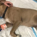 Hero Pit Bull Dies after Protecting His Family from a Deadly Snake