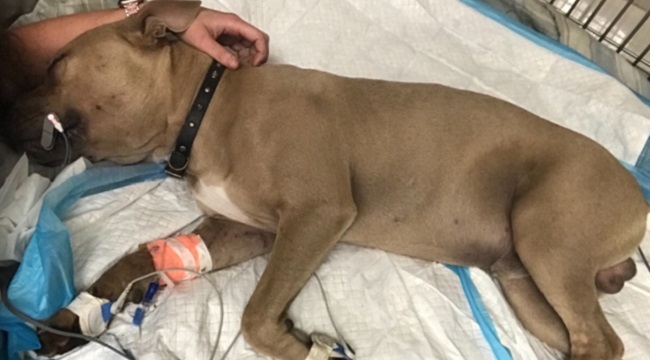 Zeus the Pit Bull died saving boys from poisonous snake