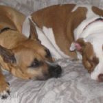 Let’s Spread Pittie Positivity on National Pit Bull Awareness Day
