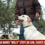 Yellow Lab Puppy Shoots Woman (She’s Okay)