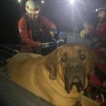 Volunteer Rescuers Carry Exhausted 190-Pound Mastiff Down Mountain Trail