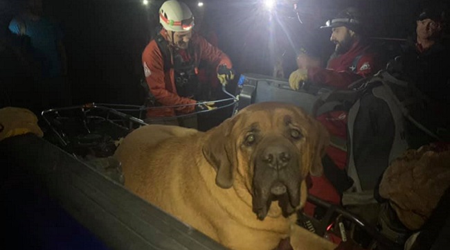 mastiff rescued from mountain trail
