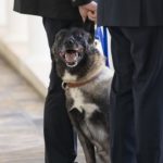 Why Hero Military Dog Conan Probably Won’t Receive a Purple Heart