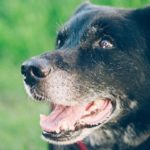 10,000 Pets Wanted for the Dog Aging Project Pack