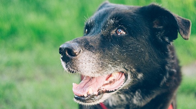 dog aging project
