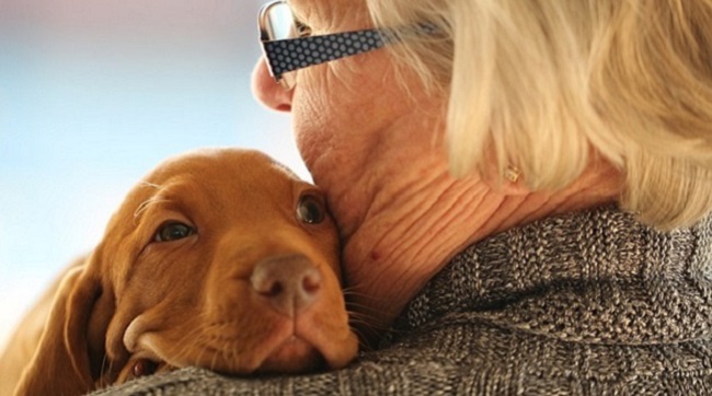 funeral comfort dogs
