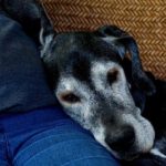 Adopt a Senior Dog for Free, Thanks to Stella & Chewy’s