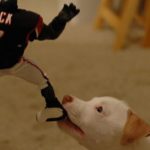 Really, NFL? Dog Killer Michael Vick Gets Gig as Pro Bowl Captain