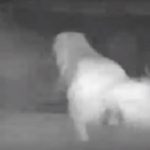 This Porch Pirate Was a Pooch