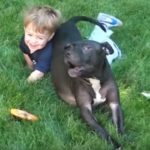 R.I.P. Cherry, One of the Last Surviving Vicktory Dogs