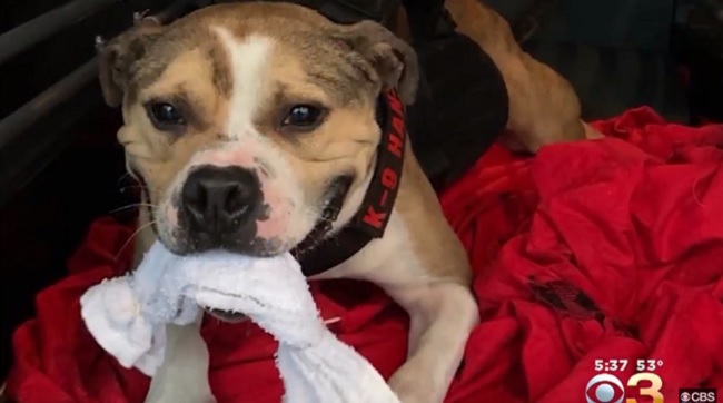 Hansel, New Jersey's first Pit Bull arson dog