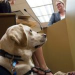 Why Dogs Are Getting a Bigger Role in Courtrooms