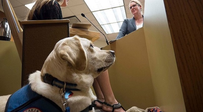 courthouse facility dog