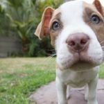 Denver’s Unfair Pit Bull Ban Could Have Finally Ended, But the Mayor Says No