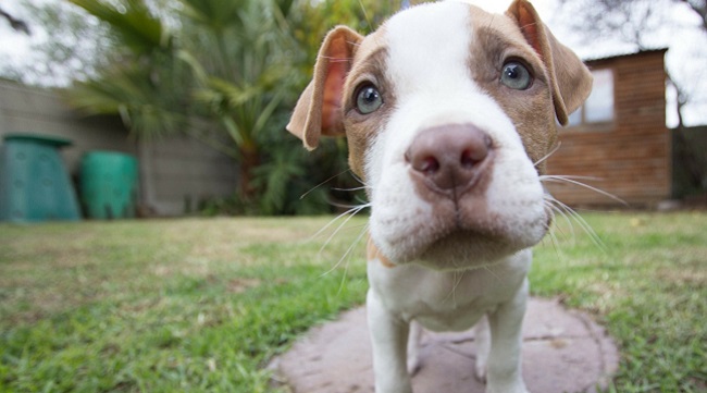Pit Bull puppy Denver ban