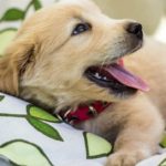 3 Reasons Why Cloning a Hero Dog Was Not a Good Idea
