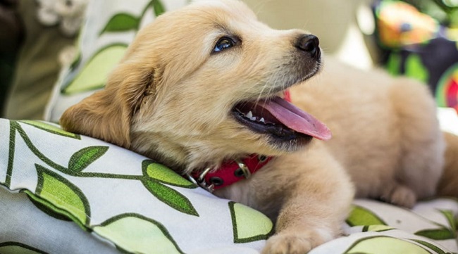 hero dog cloned