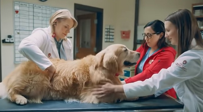 Scout and UW Veterinary School in Super Bowl commercial