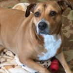 Rest Easy, Sweet Ella Mae Brown from the Downey Pound