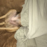 New Study Finds 75 Percent of Dogs Have Anxiety Disorders (Mine’s One of Them)