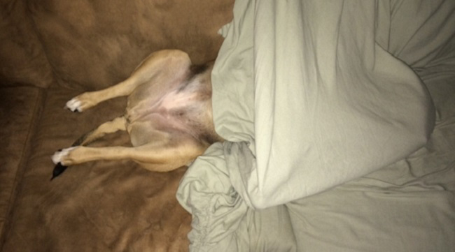 anxiety disorders study ella hiding under slipcover