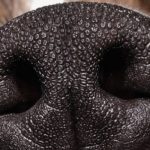 Dogs May Soon Be Able to Sniff Out Coronavirus in People