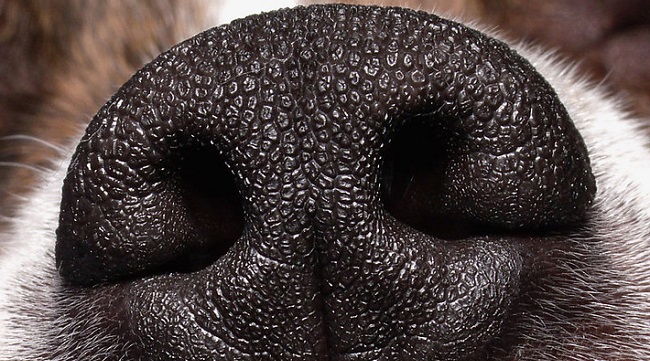 dogs may sniff out coronavirus