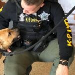 Pit Bull Rescued from Dogfighting Ring Becomes K-9 Officer