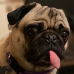 Winston the Pug Didn’t Have the Coronavirus, But Another Dog Does