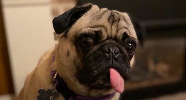 pet dog infected with coronavirus