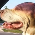 Hero Pit Bull Takes 4 Bullets During Armed Robbery (He’s OK!)
