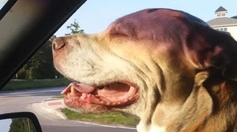 Skylar, hero Pit Bull shot protecting owner from armed robbery