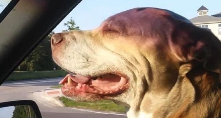 Skylar, hero Pit Bull shot protecting owner from armed robbery