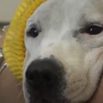 Former Bait Dog Abigail Becomes a ‘Disney Princess’